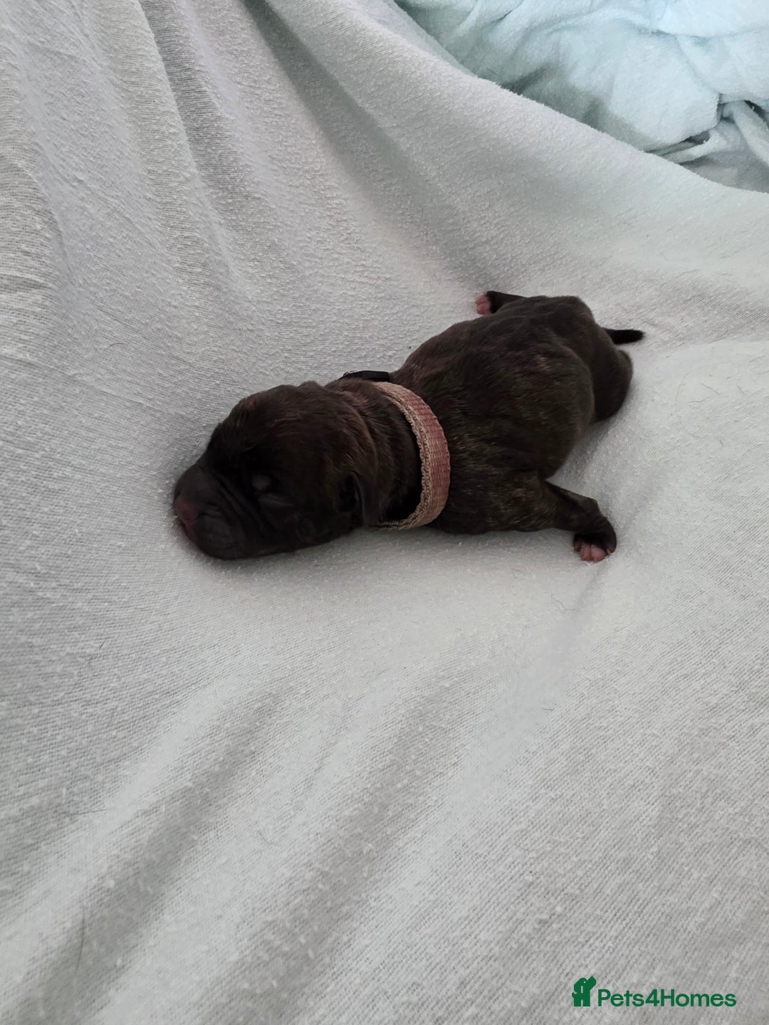 Staffordshire Bull Terrier dogs for sale: STAFFORDSHIRE BULL TERRIOR PUPPIES - Image 4