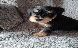 Miniature Schnauzer dogs for sale: Miniature Schnauzer beauties - Image 2