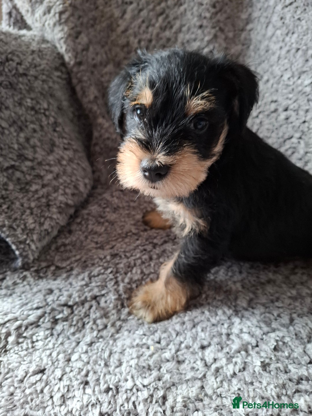 Miniature Schnauzer dogs for sale: Miniature Schnauzer beauties - Image 2