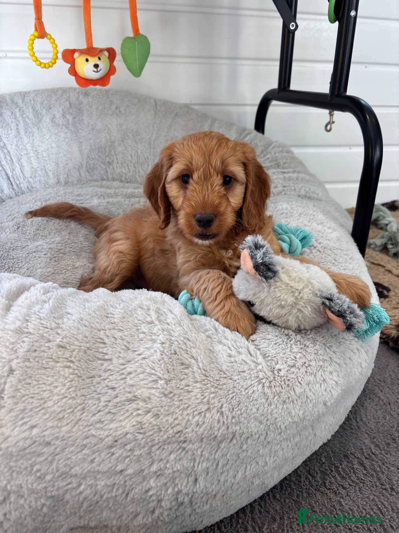 Cockapoo dogs *Hereditary clear Cockapoo Puppies 💜🐶* - Advert 5