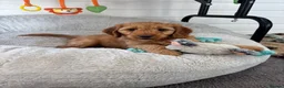 Cockapoo dogs for sale: *Hereditary clear Cockapoo Puppies 💜🐶* - Advert 1