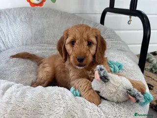 Cockapoo dogs *Hereditary clear Cockapoo Puppies 💜🐶* - Advert 5