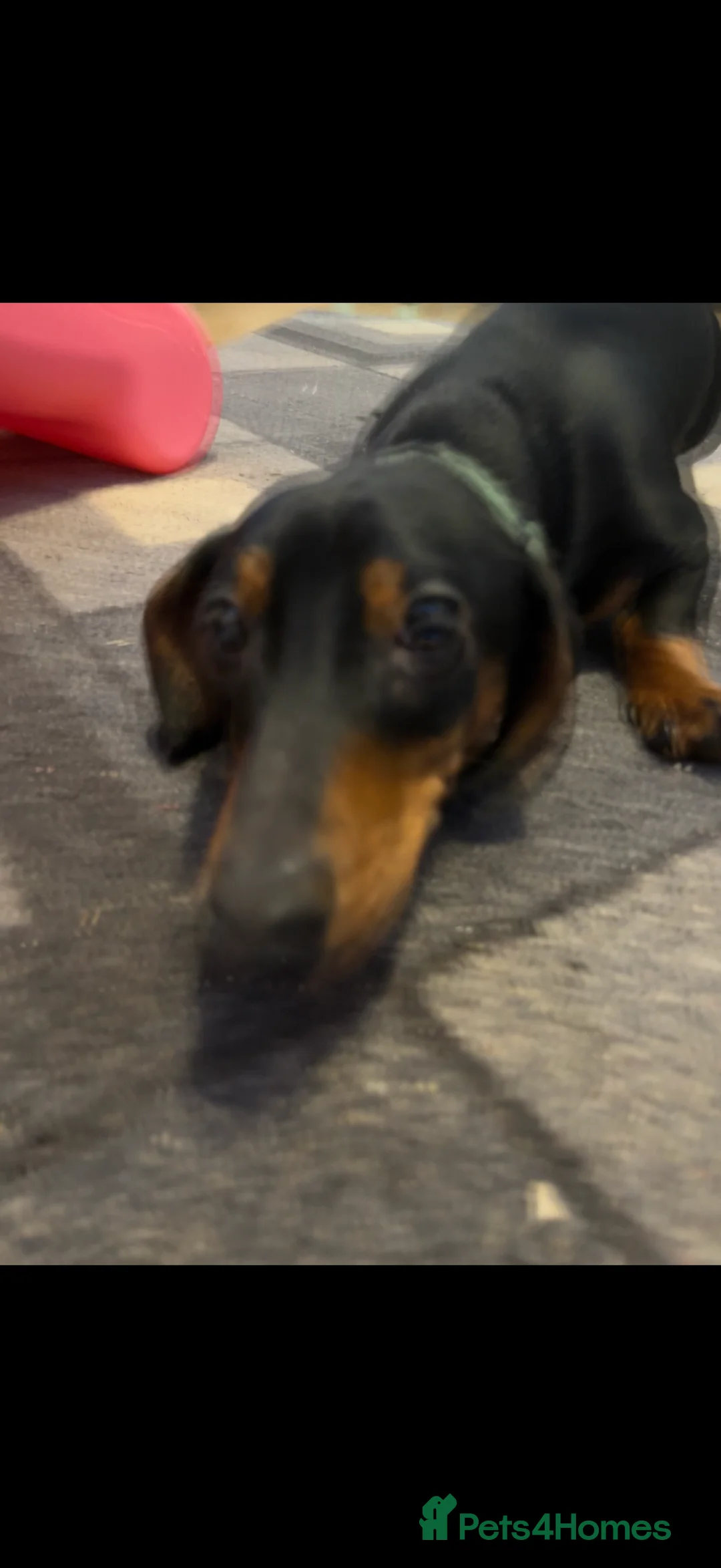Dachshund dogs for sale: 8 month old male sausage dog - Advert 5
