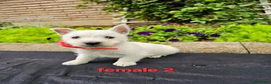 West Highland Terrier 4