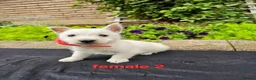 West Highland Terrier dogs for sale: Settling westie - Advert 5