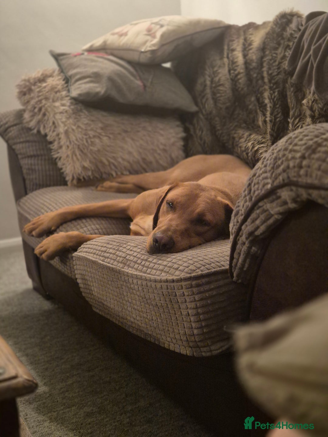 Labrador Retriever dogs for sale: Gorgeous lab girl looking for her new sofa - Image 1