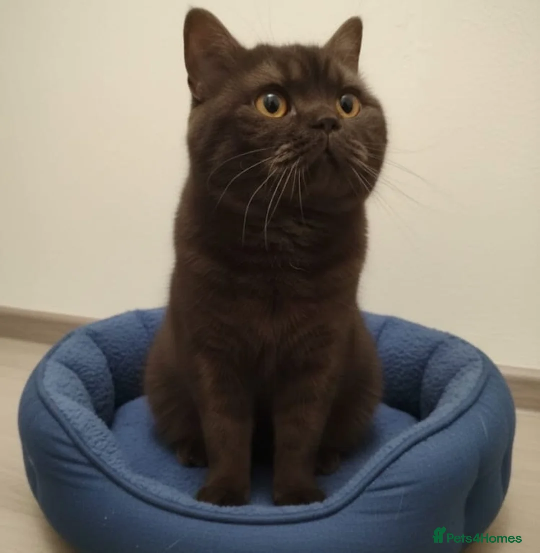 British Shorthair cats for sale: Chocolate BSH male active reg stud  - Advert 5