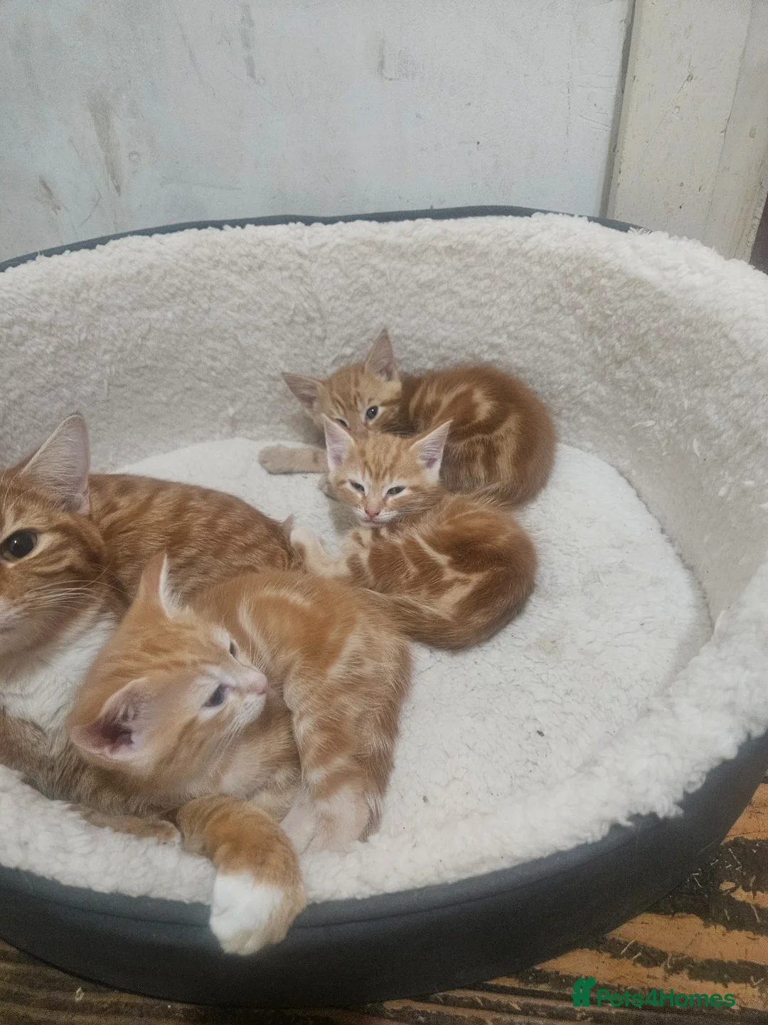 British Shorthair cats for sale: Beautiful gingers  in London - Advert 4