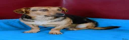 Mixed Breed dogs for adoption: 💔 Marie – She Never Had A Chance 💔 - Advert 3