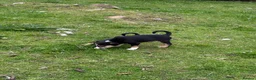 Mixed Breed dogs for sale: Collie x puppies - Advert 11
