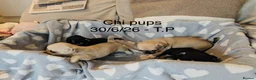 Chihuahua dogs for sale: Beautiful Pedigree Chihuahua Puppies,2 Boys2 Girls - Advert 3