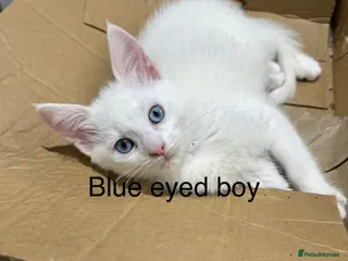 Mixed Breed cats Mainecon x - Advert 5