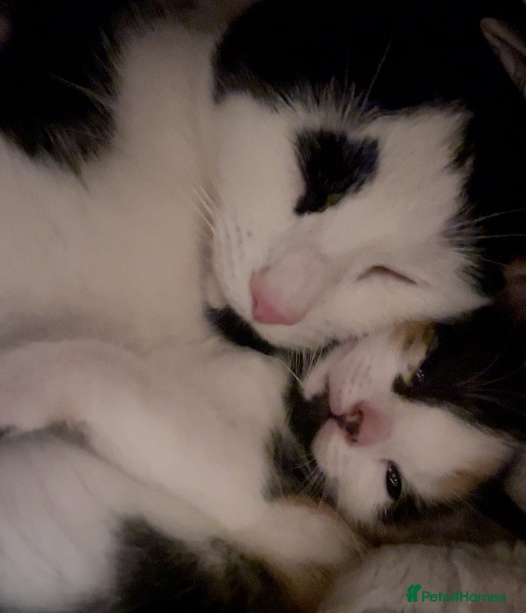 Domestic Shorthair cats for sale: 6 playful kittens for rehoming - Image 6