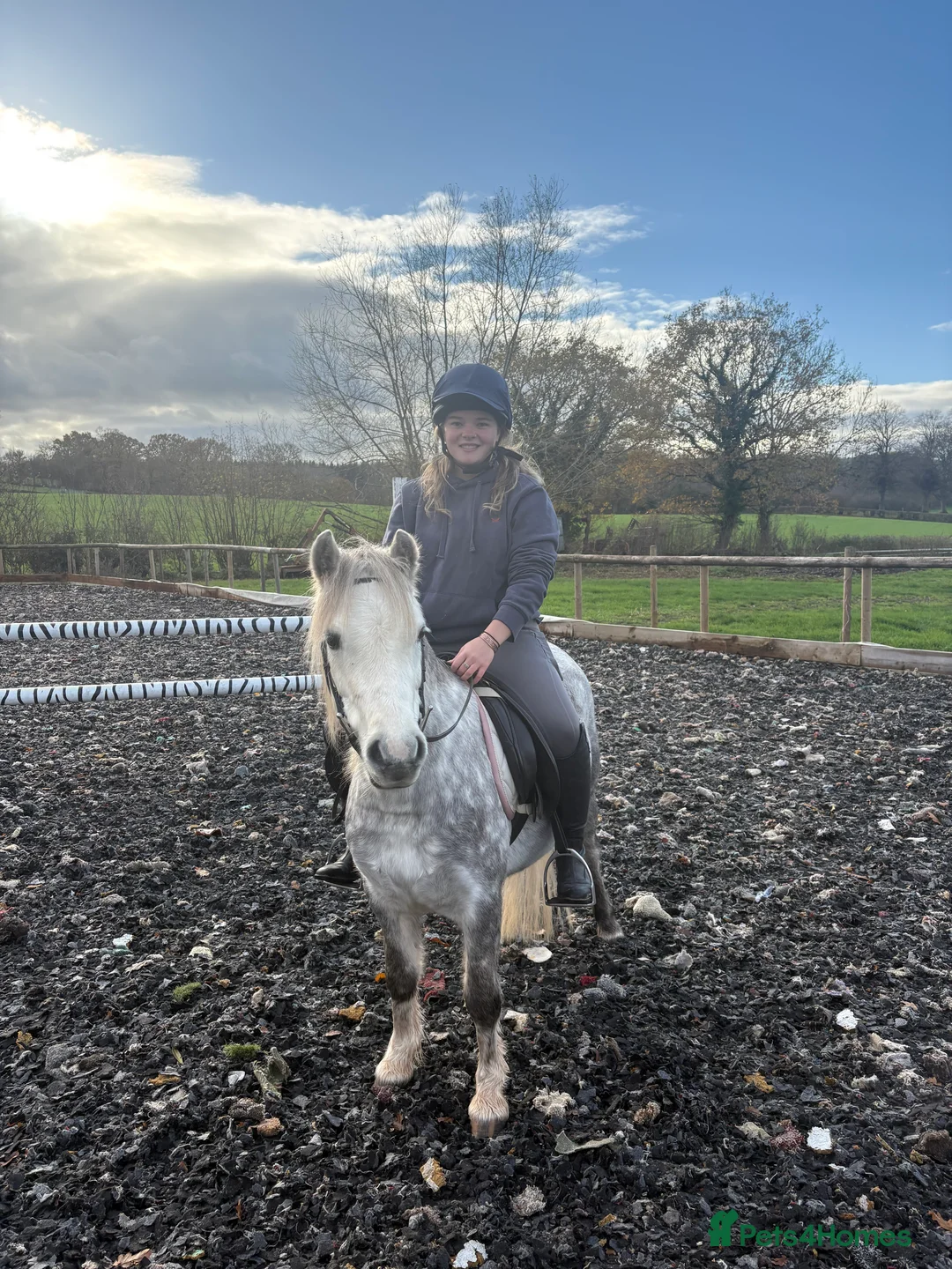 Welsh Section A horses for sale: Rising 6yo dapple grey Welsh A mare  in Hereford - Advert 2