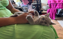 British Shorthair cats for sale: BSH BLUE/Grey kittens 2 gorgeous boys available - Image 21