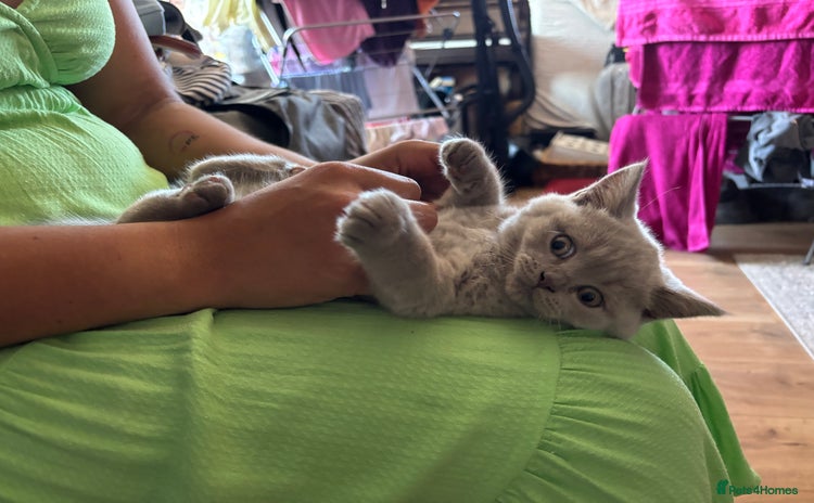 British Shorthair cats - Advert 16