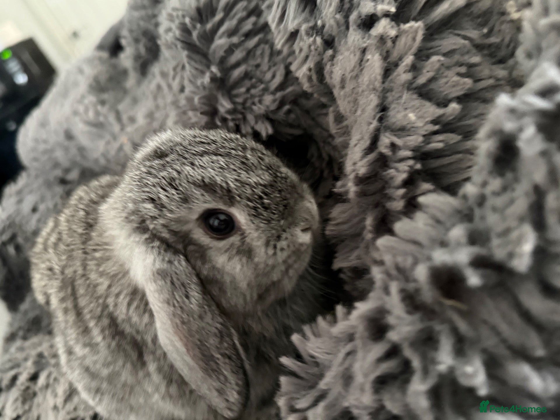Mini Lop rabbits  last baby ready to leave  💙🐰 - Advert 2