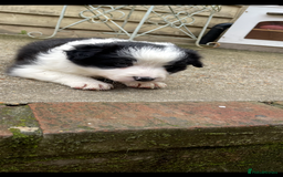 Border Collie dogs for sale: Border collie puppies  - Image 7