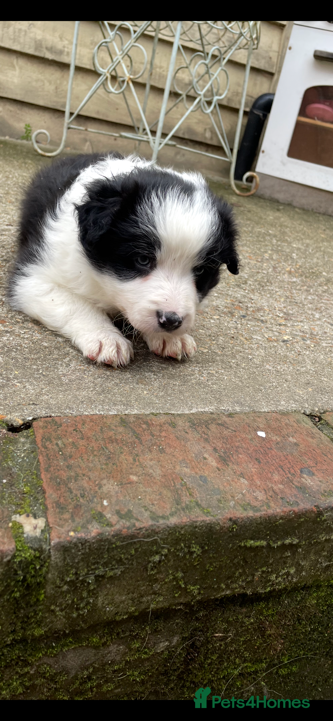 Border Collie dogs for sale: Border collie puppies  - Image 7