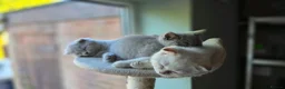 Scottish Fold cats for sale: Scottish fold  - Advert 3