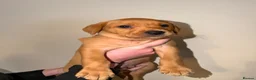 Labrador Retriever dogs for sale: Stunning fox red Labrador pups 🐶  in Rotherham - Advert 2