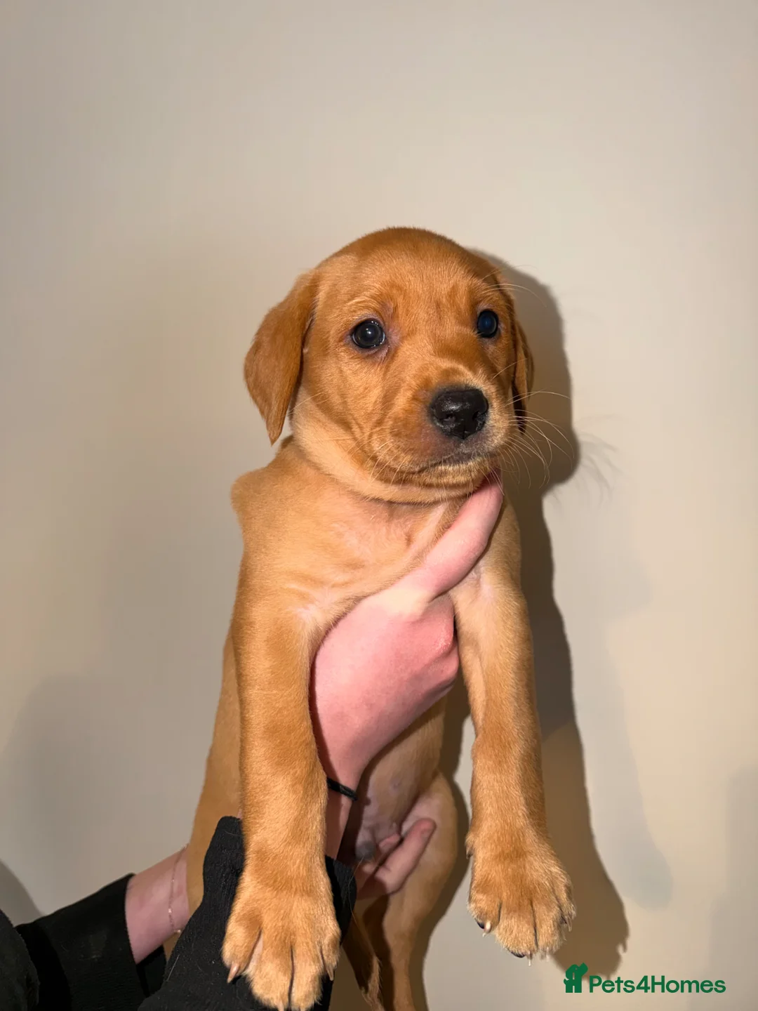 Labrador Retriever dogs for sale: Stunning fox red Labrador pups 🐶  in Rotherham - Advert 2
