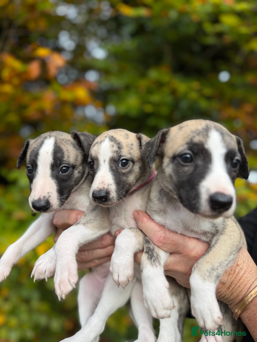 Whippet dogs for sale: Whippets  - Advert 5