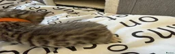 Bengal cats for sale: 🐾 Beautiful Bengal x Maine Coon Kittens 🐾 - Advert 28
