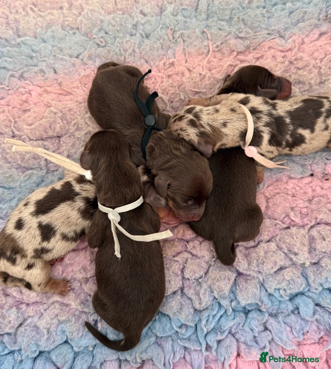 Miniature Dachshund dogs for sale: KC Registered Miniature Dachshund Puppies - Advert 1
