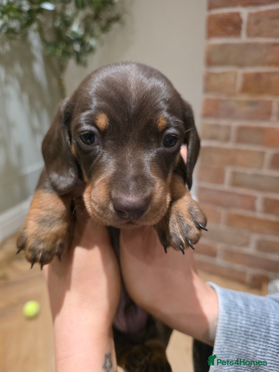 Miniature Dachshund dogs Mini Dachshund Chocolate/Tan Boy - KC Registered - Advert 2