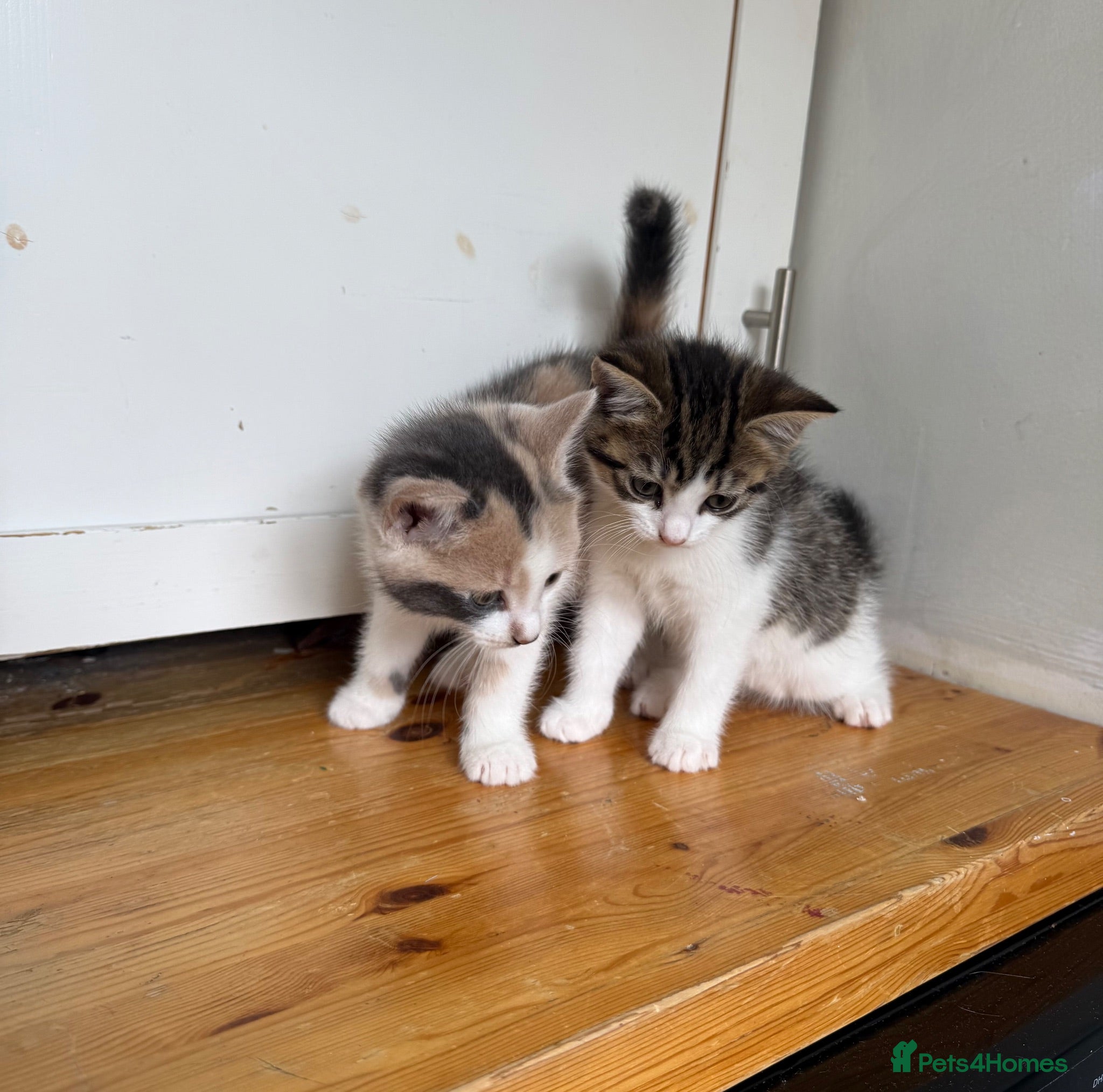 Mixed Breed cats Kittens  - Advert 3