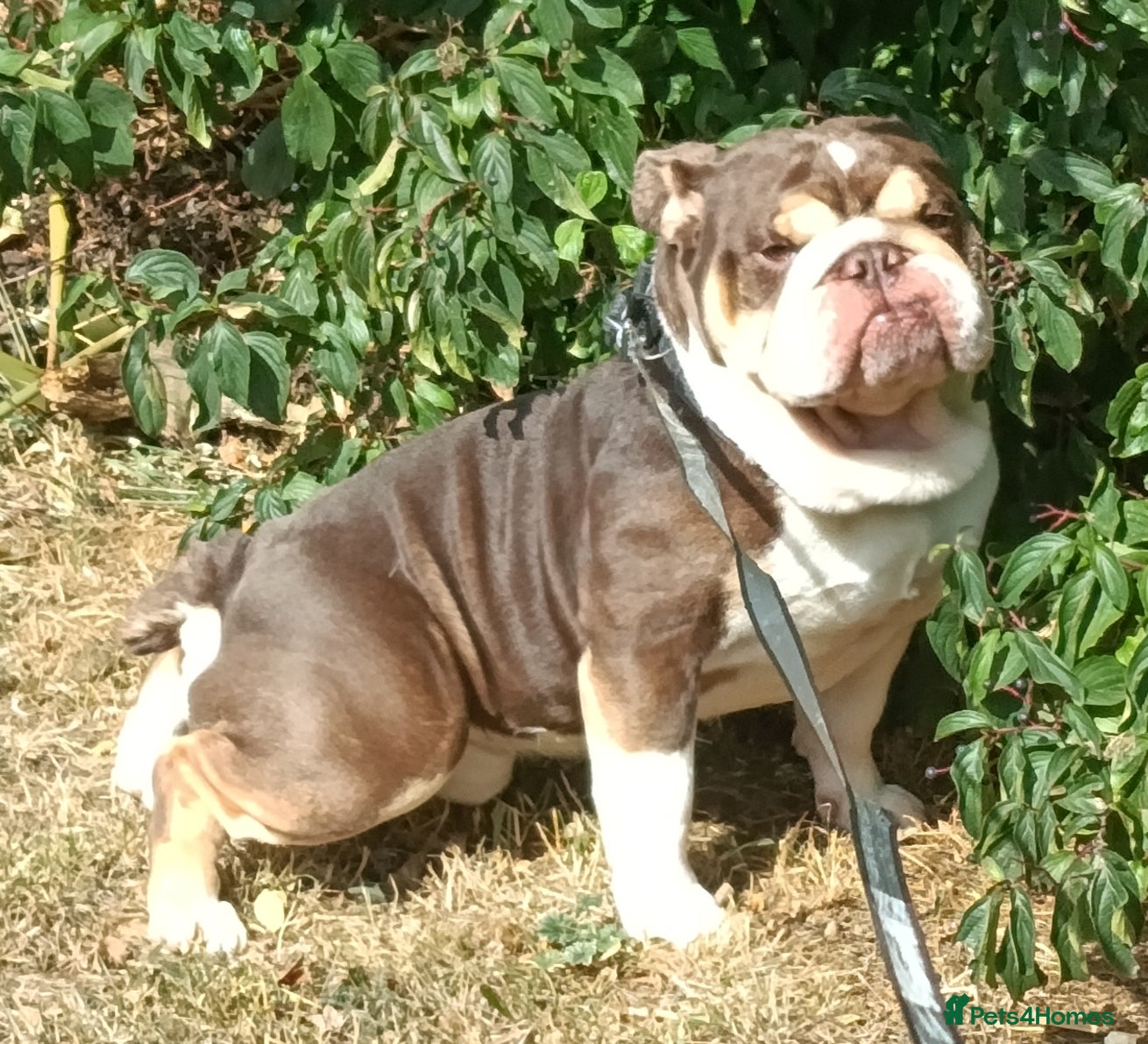 English Bulldog dogs Beautiful and friendly boy looking for a new home. - Advert 1
