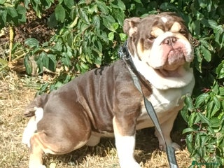 English Bulldog dogs Beautiful and friendly boy looking for a new home. - Advert 1