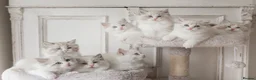 Ragdoll cats for sale: READY NOW Bicolour Lynx Ragdoll kittens - Advert 8