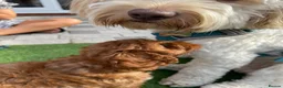 Cavapoo dogs for sale: Cavapoo F1B Beautiful puppies Due 20th June  - Advert 6