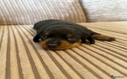 Dachshund dogs for sale: Black and Tan dachshund  - Advert 1