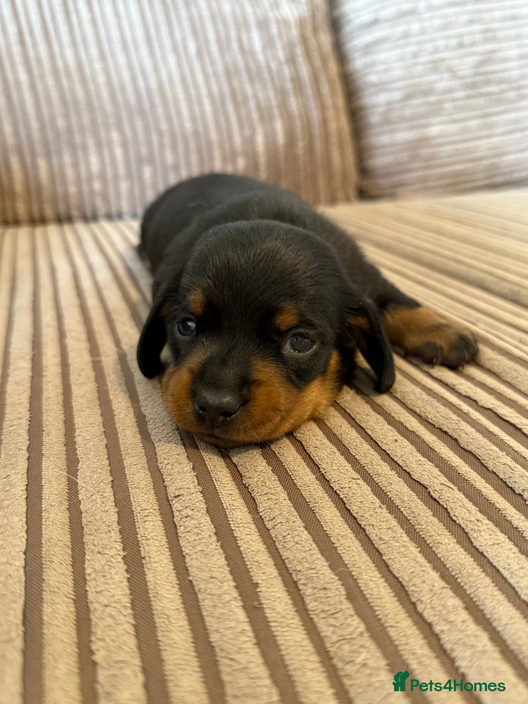 Dachshund dogs for sale: Black and Tan dachshund  - Advert 1