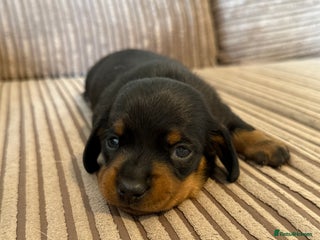 Dachshund dogs - Advert 21