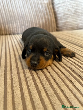 Dachshund dogs - Advert 5