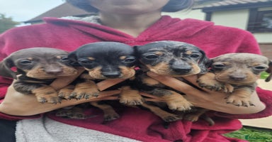 Miniature Dachshund dogs - Advert 1