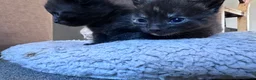 Domestic Shorthair cats for sale: Beautiful kittens - Advert 4