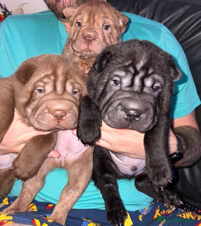 Shar Pei dogs Perfect Shar Pei Pups Ready 27/11 - Advert 16