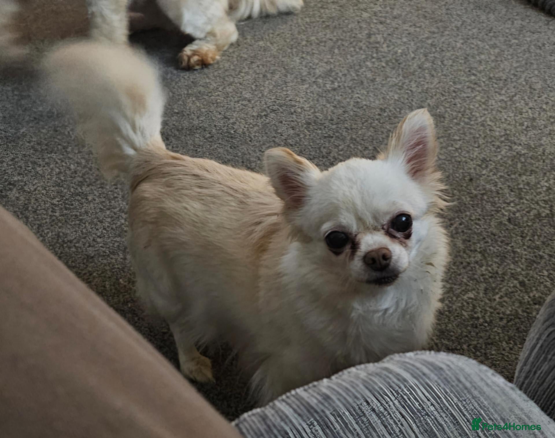 Chihuahua dogs Chihuahua for adoption - Advert 1