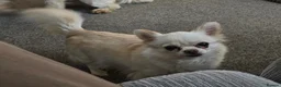 Chihuahua dogs for sale: Chihuahua for adoption - Advert 1