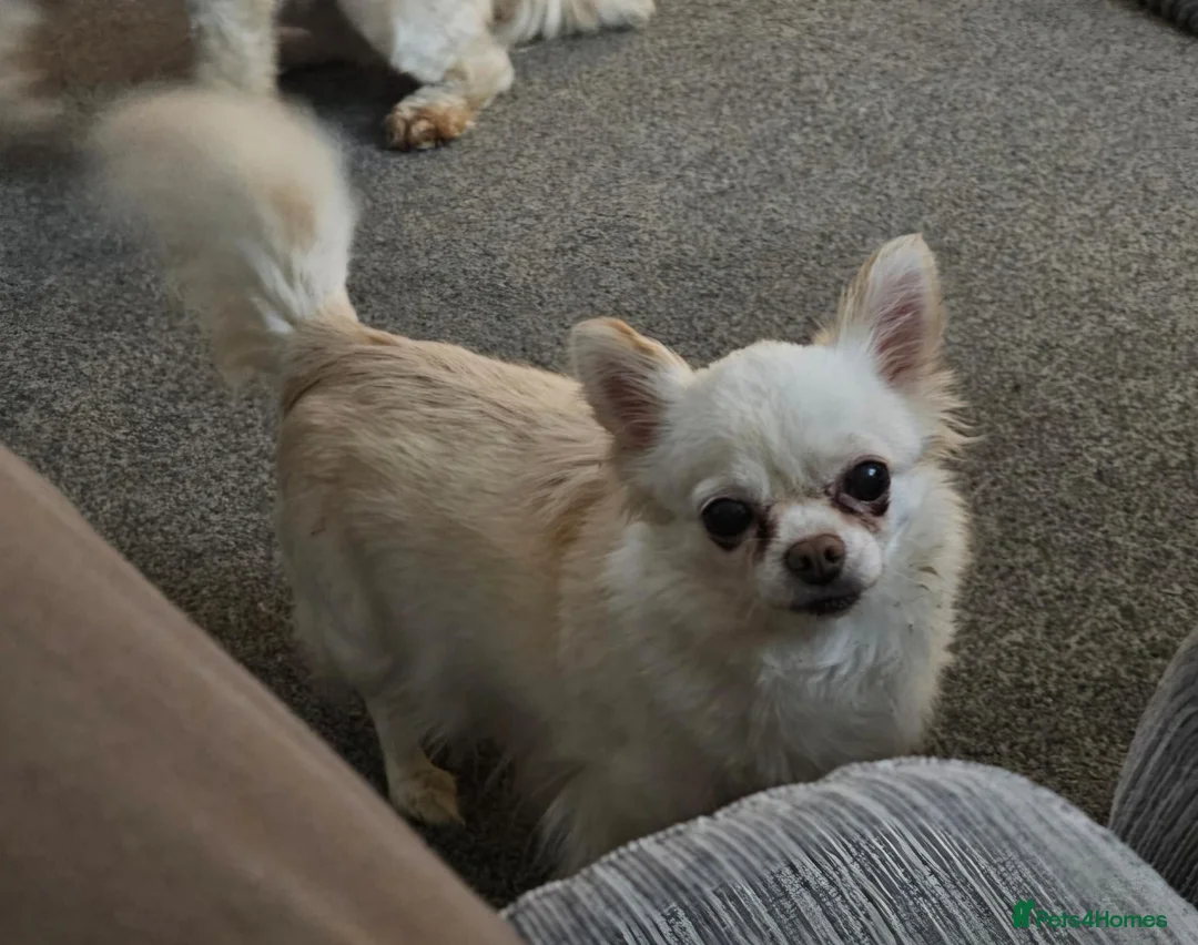 Chihuahua dogs for sale: Chihuahua for adoption - Advert 1