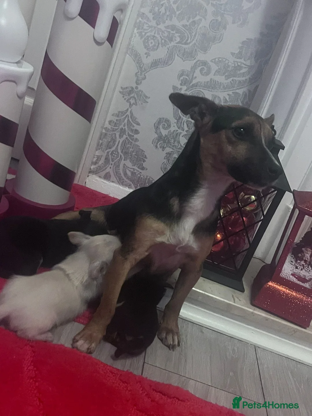 Chorkie dogs for sale: Cutest male Chorkie puppy - extra goodies included - Advert 5