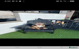 English Bulldog dogs for sale: English bulldog  - Image 5