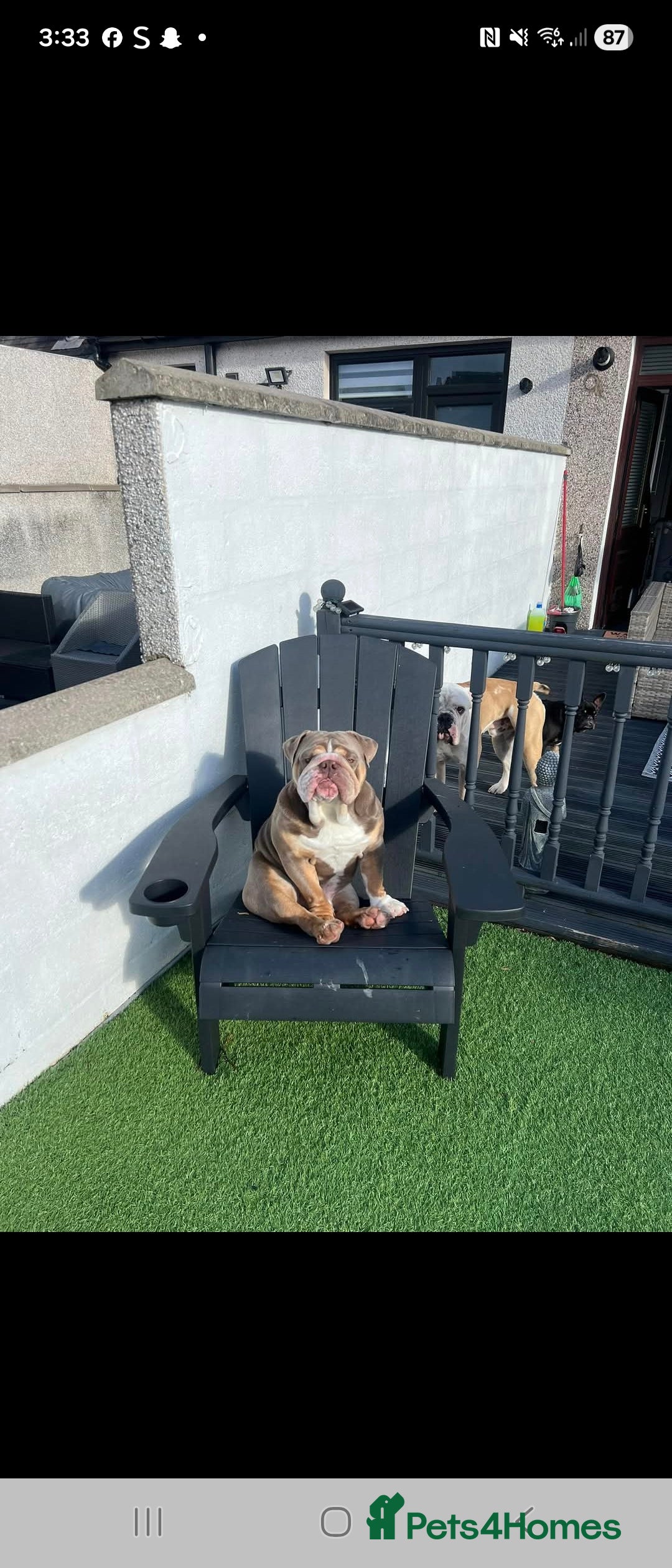 English Bulldog dogs for sale: English bulldog  - Image 5