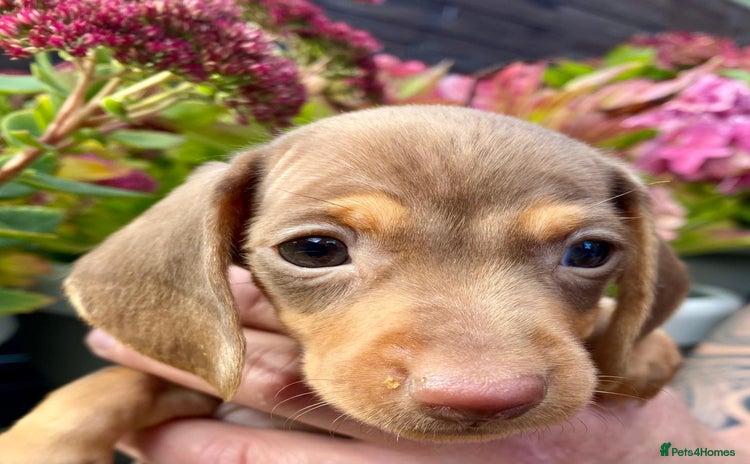 Miniature Dachshund dogs - Advert 11