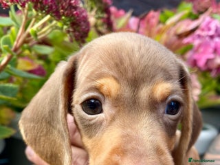 Miniature Dachshund dogs - Advert 27